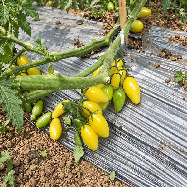 541 Snowberry Yellow Grape Tomato, 5 Seeds