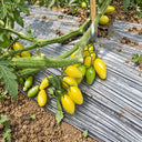 541 Snowberry Yellow Grape Tomato, 5 Seeds