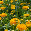 Coreopsis, 1g