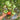 531 Jarson 13/2 Tomato, 5 Seeds