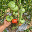 531 Jarson 13/2 Tomato, 5 Seeds