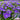 Tufted Bellflower Seeds, 1g
