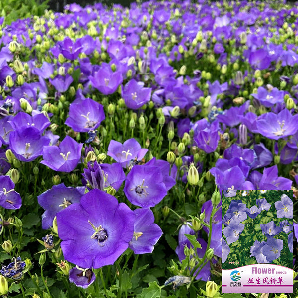 Tufted Bellflower Seeds, 1g