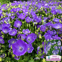 Tufted Bellflower Seeds, 1g