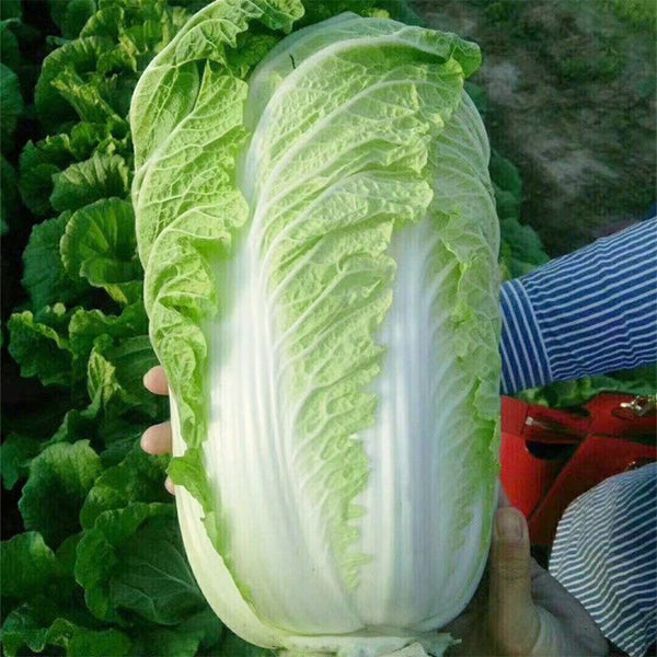 Fengkang 90 Chinese Cabbage Seeds, 5 × 3g Bags