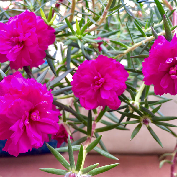 Hezhichun Rose-red Portulaca seeds, 1g