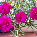 Hezhichun Rose-red Portulaca seeds, 1g
