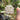 Coin Leaf Hoya, 5 Cuttings