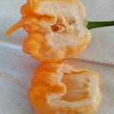 U2224 Orange-Yellow Carolina Reaper, 5 Seeds