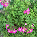 Oxalis lasiandra, 10 Bulbs