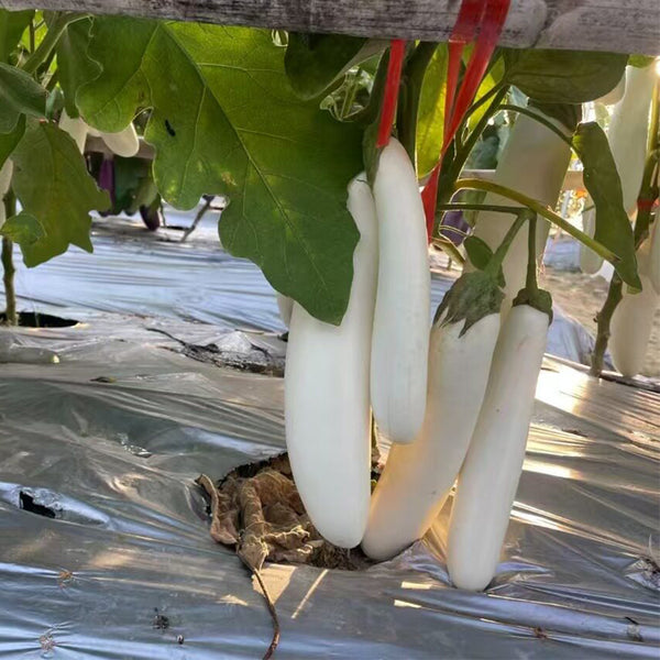 White 013 Eggplant, 20 Seeds
