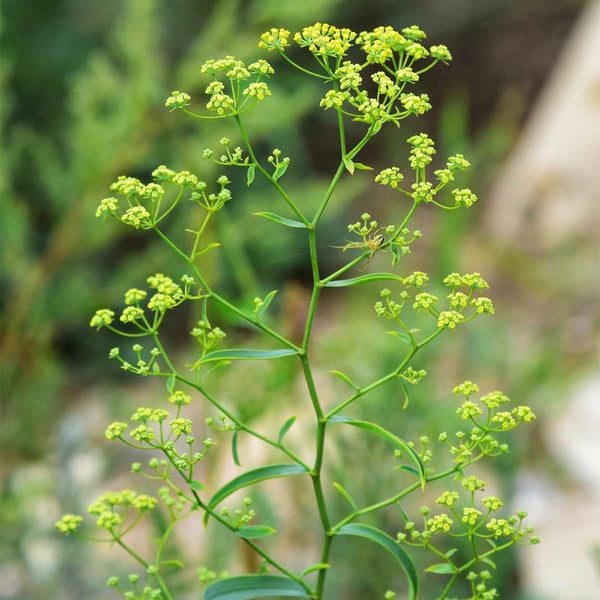 Bupleurum chinense, 200 Seeds