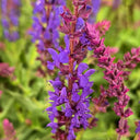 Hezhichun Woodland Sage Seeds, 1g