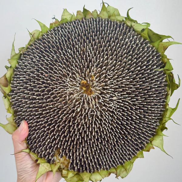 Large-seeded Edible Sunflower Seeds, 10g