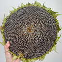Large-seeded Edible Sunflower Seeds, 10g