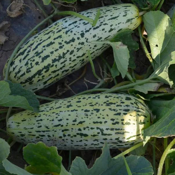 Golden Honey Crisp Melon, 20 Seeds