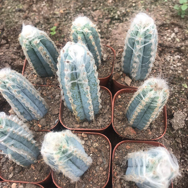 Pilosocereus azureus, 9-10cm