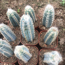 Pilosocereus azureus, 9-10cm
