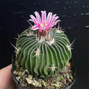 Echinofossulocactus multicostatus, 3-4cm