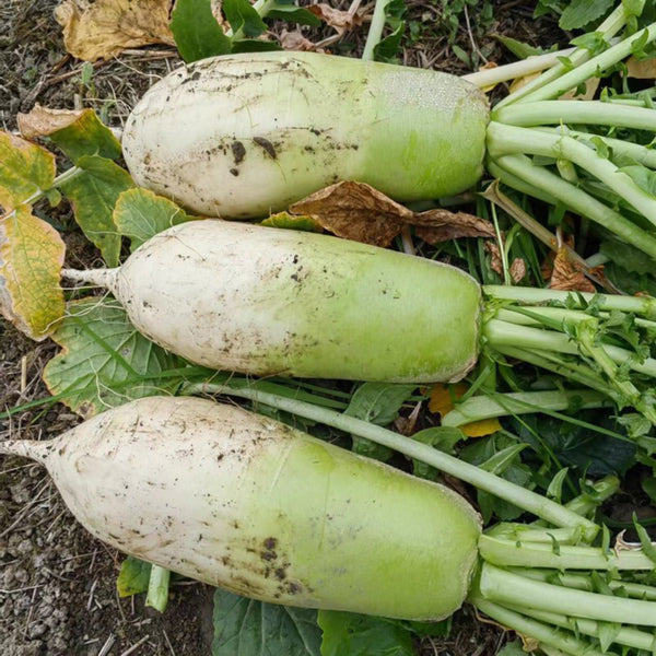 Knife Handle Radish Seeds, 10g