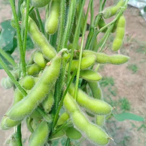 Jiaoda No.18 Edamame, 100 Seeds