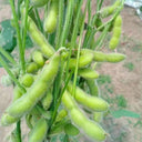 Jiaoda No.18 Edamame, 100 Seeds