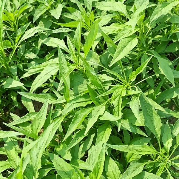 Green Willow Leaf Amaranth Seeds, 10g