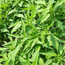 Green Willow Leaf Amaranth Seeds, 10g