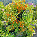 272 Microberry Tomato, 5 Seeds