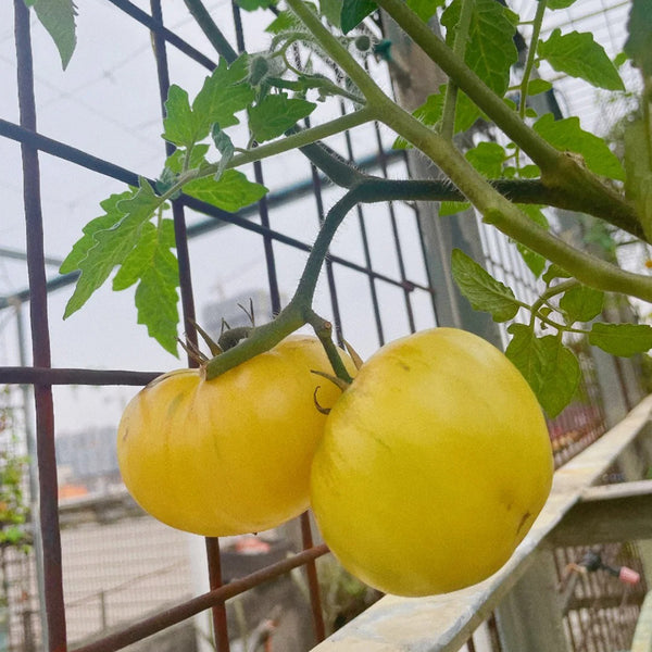 White Wax Tomato, 10 Seeds