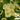 Hezhichun Yellow Nasturtium Seeds, 10g