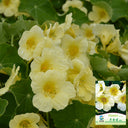 Hezhichun Yellow Nasturtium Seeds, 10g