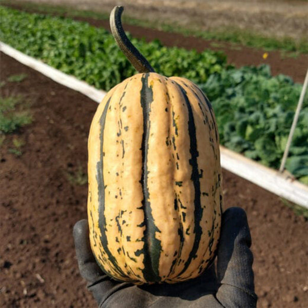 Honey Boat Squash, 5-10 Seeds