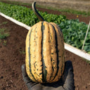 Honey Boat Squash, 5-10 Seeds