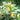 Pearl Ornamental Pepper Seeds, 200 Seeds