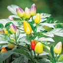 Pearl Ornamental Pepper Seeds, 200 Seeds