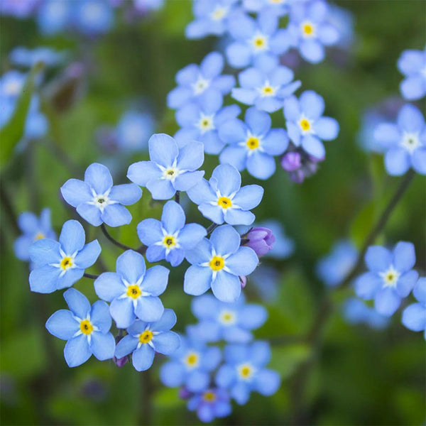 Blue Alpine Forget-Me-Not, 200 Seeds