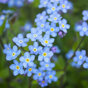 Blue Alpine Forget-Me-Not, 200 Seeds