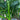 Spiral Spicy Line Pepper Seeds, 0.5g