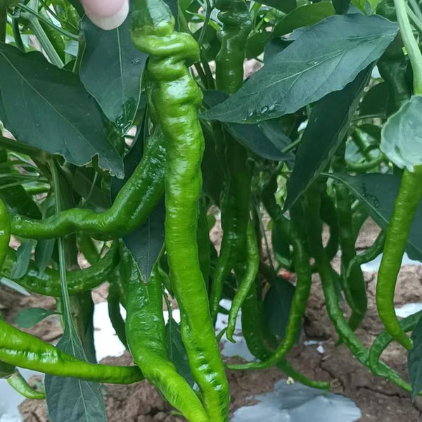 Spiral Spicy Line Pepper Seeds, 0.5g