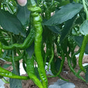 Spiral Spicy Line Pepper Seeds, 0.5g