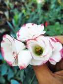 Mixed Eustoma (Lisianthus)