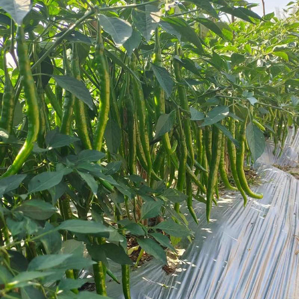 Spicy Red Line Pepper Seeds, 0.5g