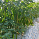 Spicy Red Line Pepper Seeds, 0.5g