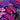 Mixed Colors Large-flowered Cineraria