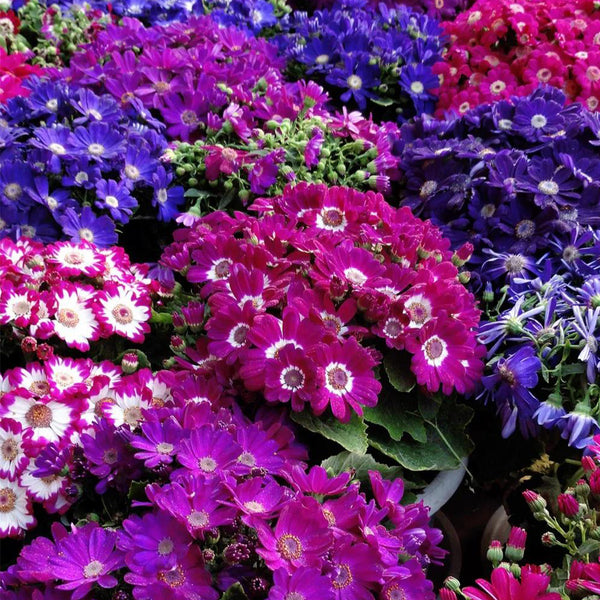 Mixed Colors Large-flowered Cineraria