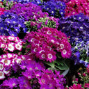 Mixed Colors Large-flowered Cineraria