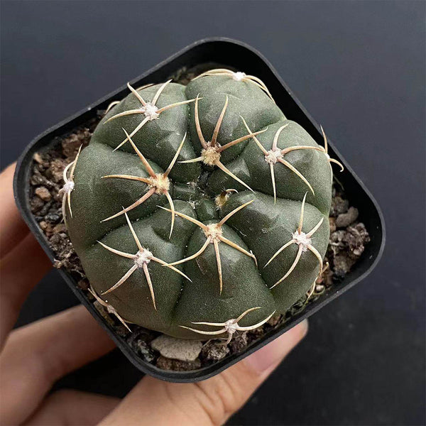 Gymnocalycium denudatum var. paraguayensis, 4-5cm