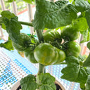 'Eden Micro Tiny No.4' Tomato Seeds, 3 Seeds