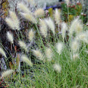 U2223 Long Feathery Fountain Grass, 20 Seeds